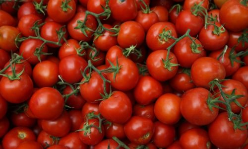 עגבניות /// צילום: Nati Shohat/FLASH90