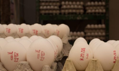 מחסור בביצים לקראת פסח? | צילום: Sarah Schuman/ Flash90