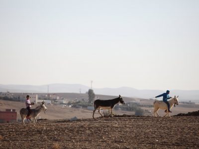 נערים בדואים צעירים רוכבים על חמורים ליד היישוב הבדואי כסייפה, בנגב // צילום: יעקב נאומי/פלאש 90