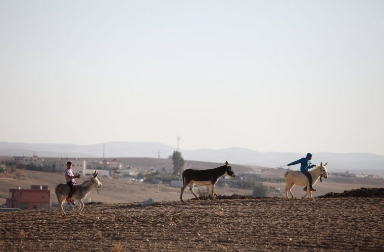 נערים בדואים צעירים רוכבים על חמורים ליד היישוב הבדואי כסייפה, בנגב // צילום: יעקב נאומי/פלאש 90