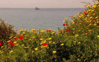 פרחים פורחים ליד הים באשקלון// צילום: גרשון אלינסון/פלאש 90
