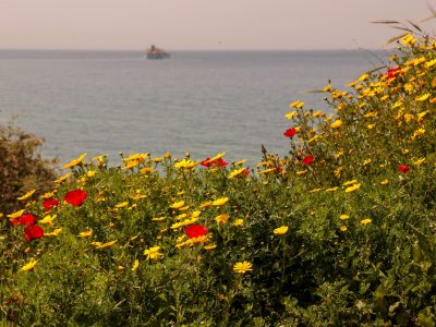 פרחים פורחים ליד הים באשקלון// צילום: גרשון אלינסון/פלאש 90